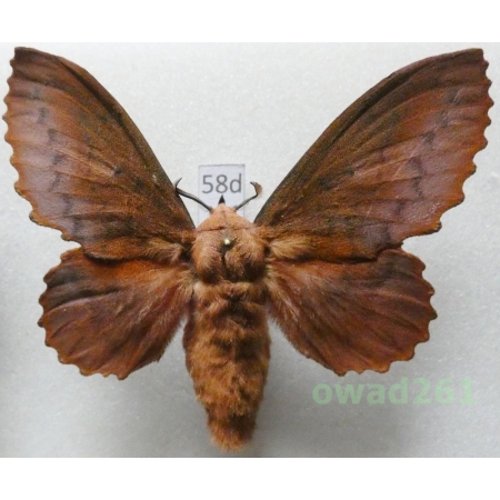 Gastropacha quercifolia (Linnaeus, 1758) female Czech58d